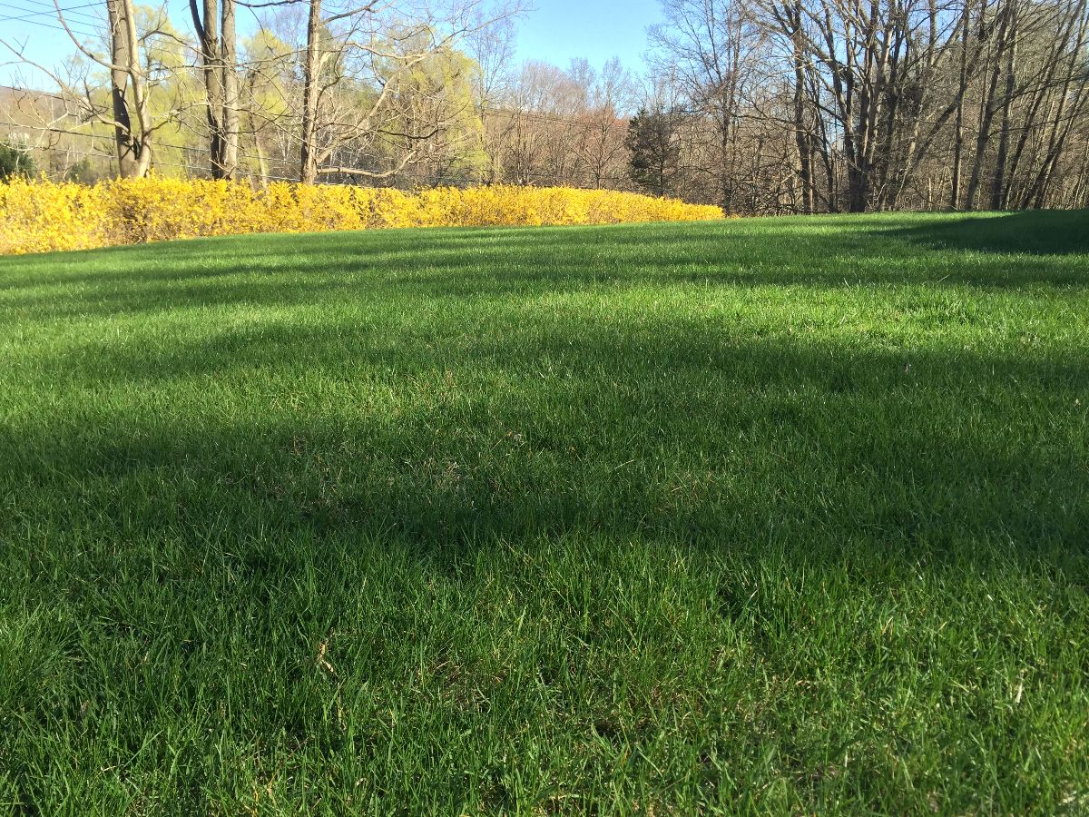 fertilized-lawn