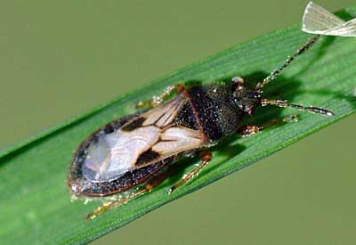 Ridgefield CT Landscape Design