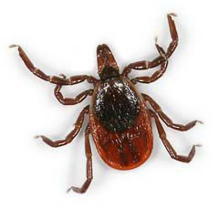 Lyme Disease
